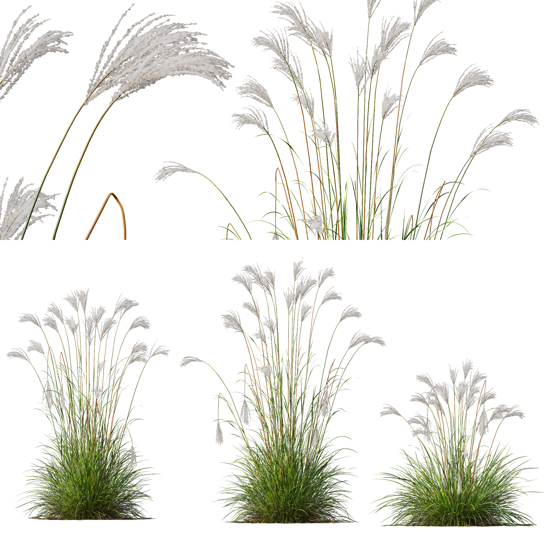 HQ Plants Miscanthus Nepalensis Sinensis Sarabande Adagio Version03